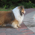 SHELTIE