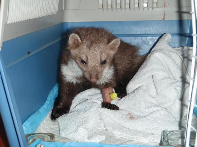 Húsvéti zoo mustra a FÁNKban és Törökmezőn, arborétum, nyestezés, elhavazódás