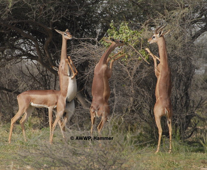 gerenuk_group_browsing_01.jpg