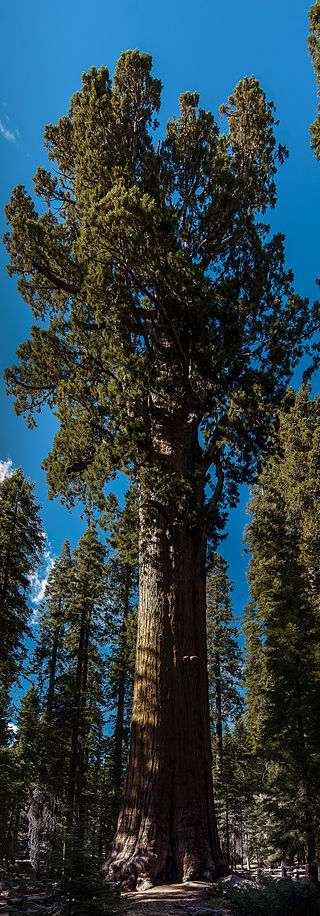 united_states_california_sequoia_national_park_general_sherman_tree_panorama.jpg