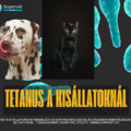 Kutyák és macskák tetanus betegsége, Nokedli és Tara története