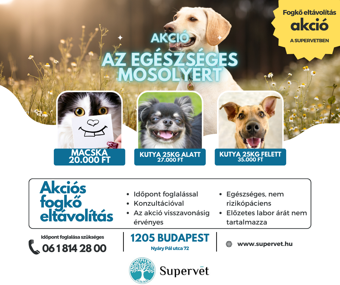 A Supervet llatorvosi Rendel blogja