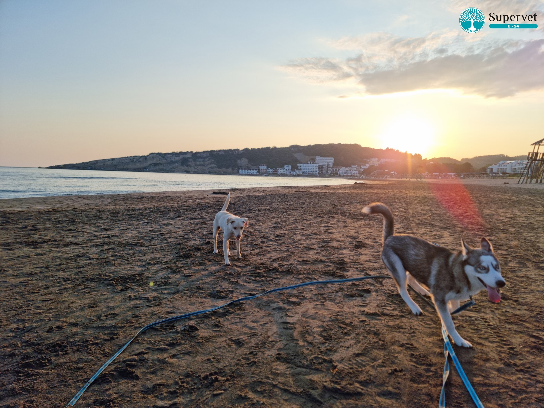 ulcinj_siri_supervet.jpg