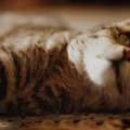 A macskák szépségápolási rutinja: Hogyan lehet csillogó, egészséges bundájuk?