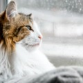 Hogyan lehet hatékonyan kezelni a macskák szőrhullását?