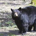 Fekete medve