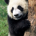 Óriás panda