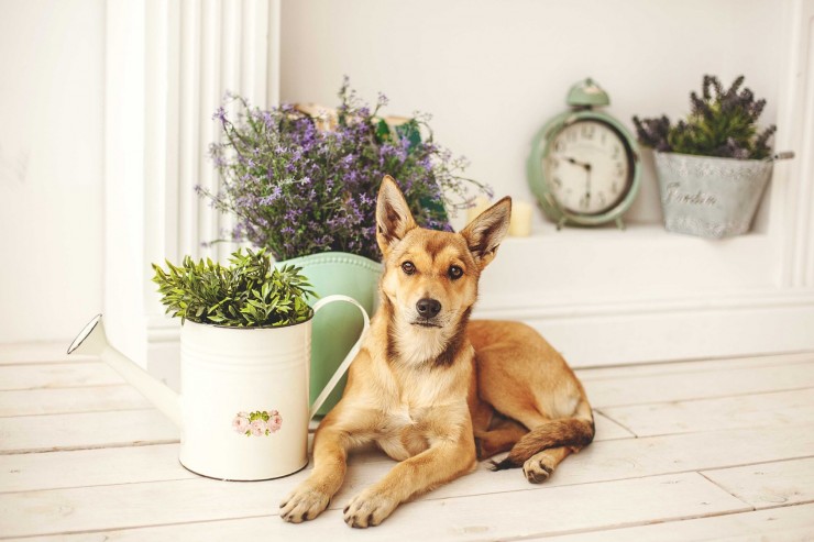 eight-common-household-herbs-and-spices-that-are-safe-for-dogs-55c0b85d31442.jpg