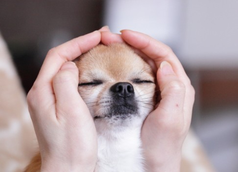 reiki-dog-e1400213072686.jpg