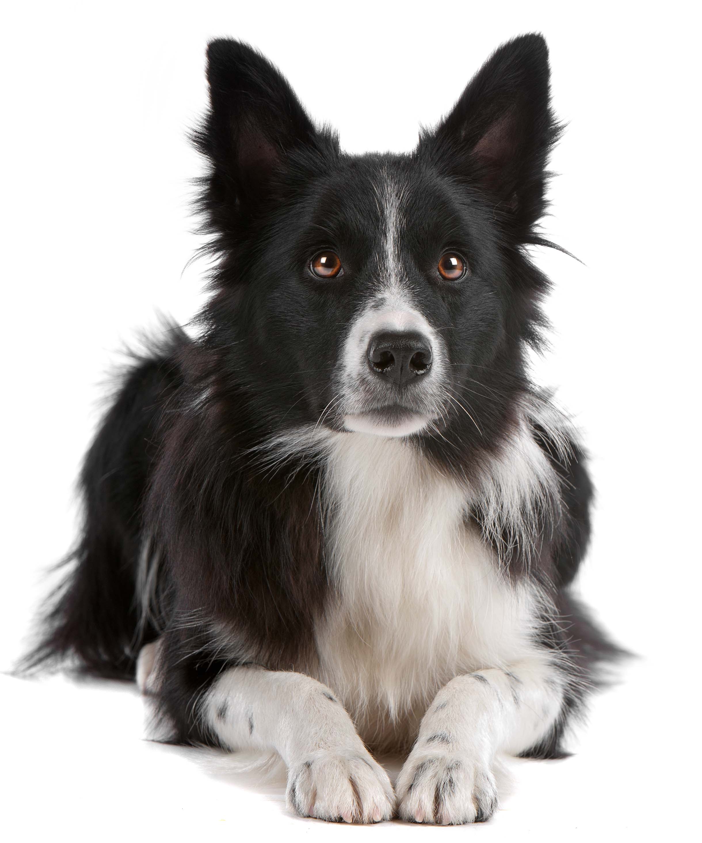 Collie samall.jpg