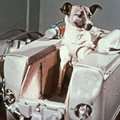 NOVEMBER 3. - 1957.november 3.-án Lajka kutya a halálba repült a Szputnyik-2 fedélzetén