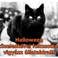 HALLOWEEN- Az állatvédők rémálma