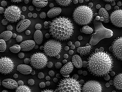 250px-Misc_pollen.jpg