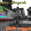 Győrkőc Alleycat