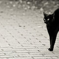 Térugrás és fekete macska