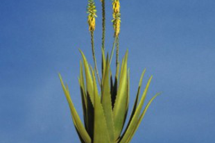 Aloe Vera