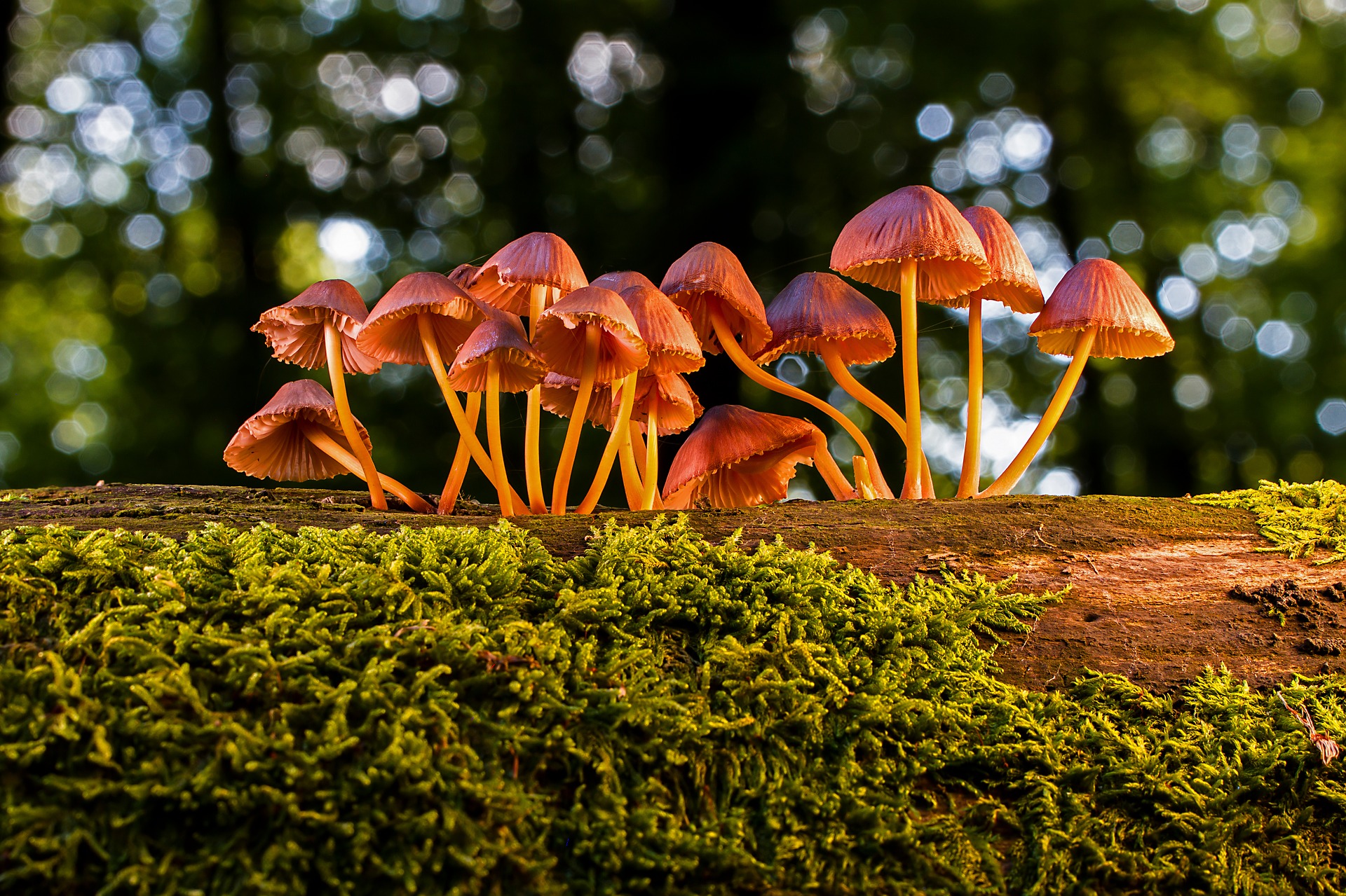 mushroom-3659165_1920.jpg