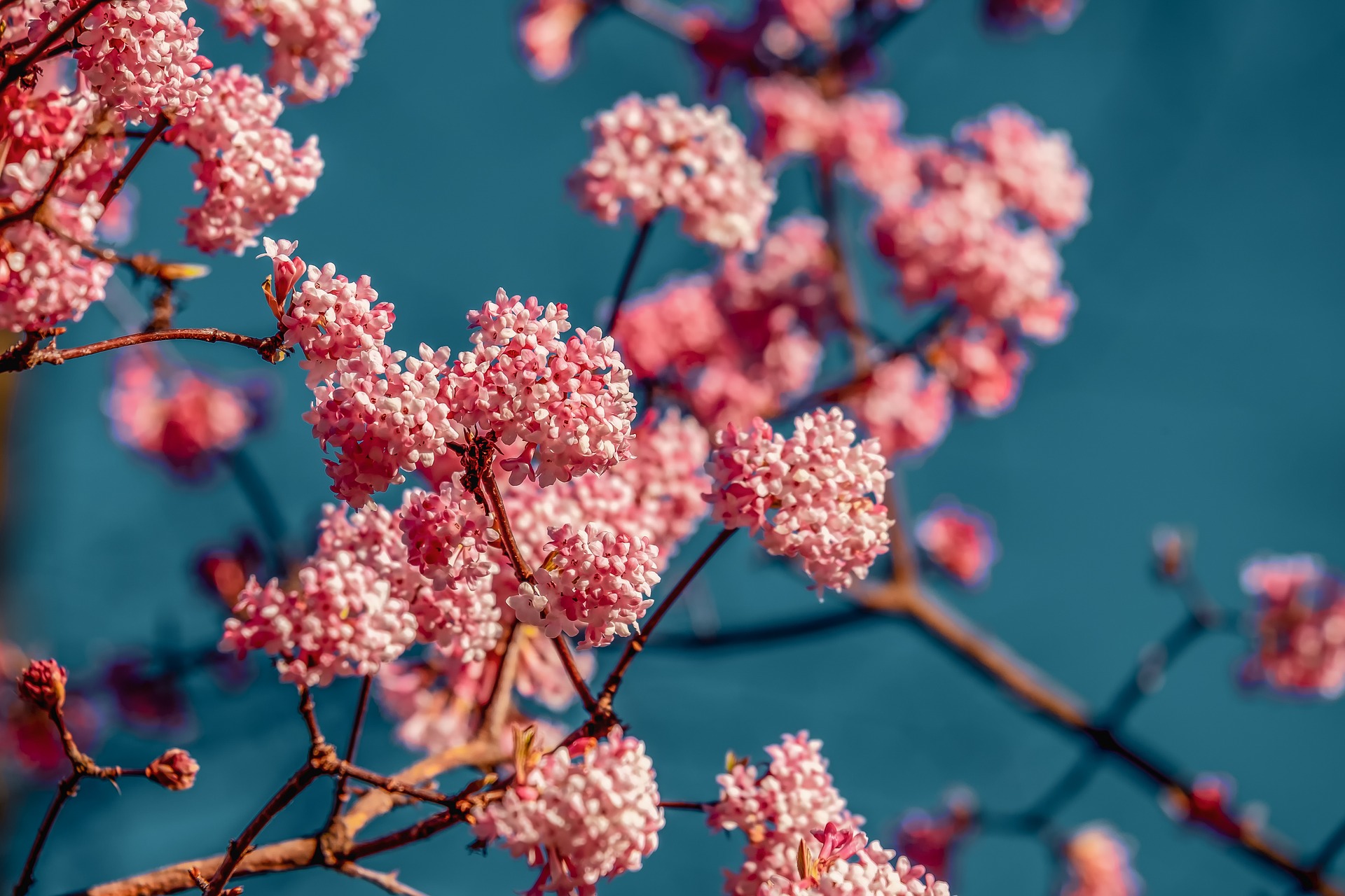 viburnum-4015821_1920.jpg