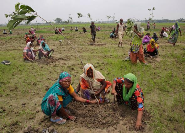 01_tree_planting_india_adapt_590_1.jpg