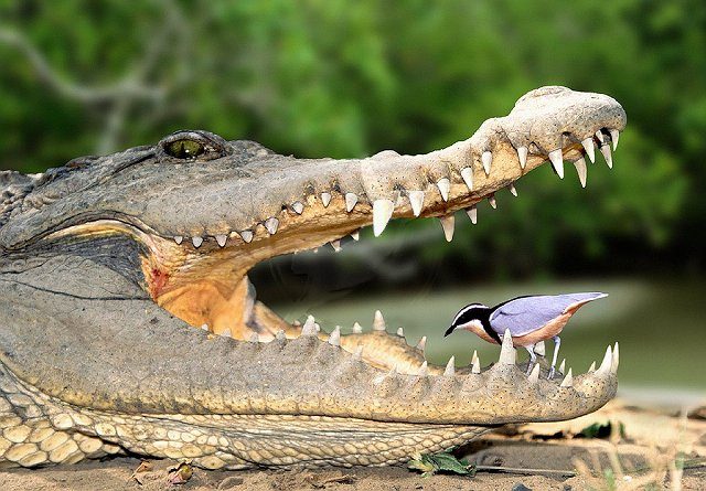 crocodile-plover.jpg