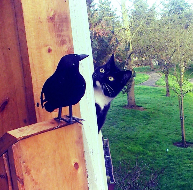 cat-and-fake-raven.jpg