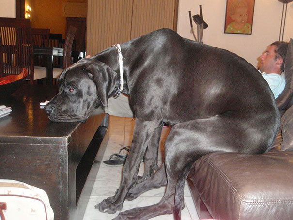 funny-cats-dogs-stuck-furniture-22.jpg