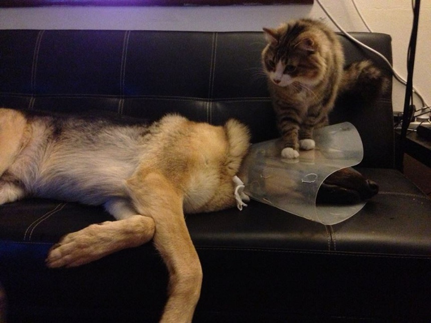 dog-in-cone-collar-and-cat.jpg