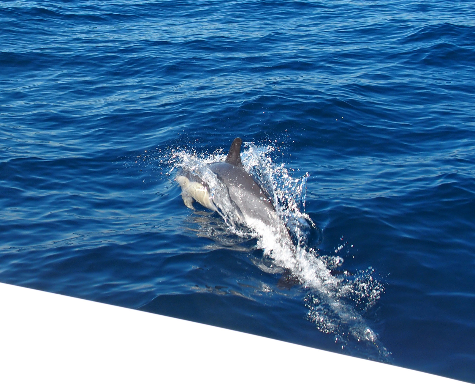 delfin2.jpg