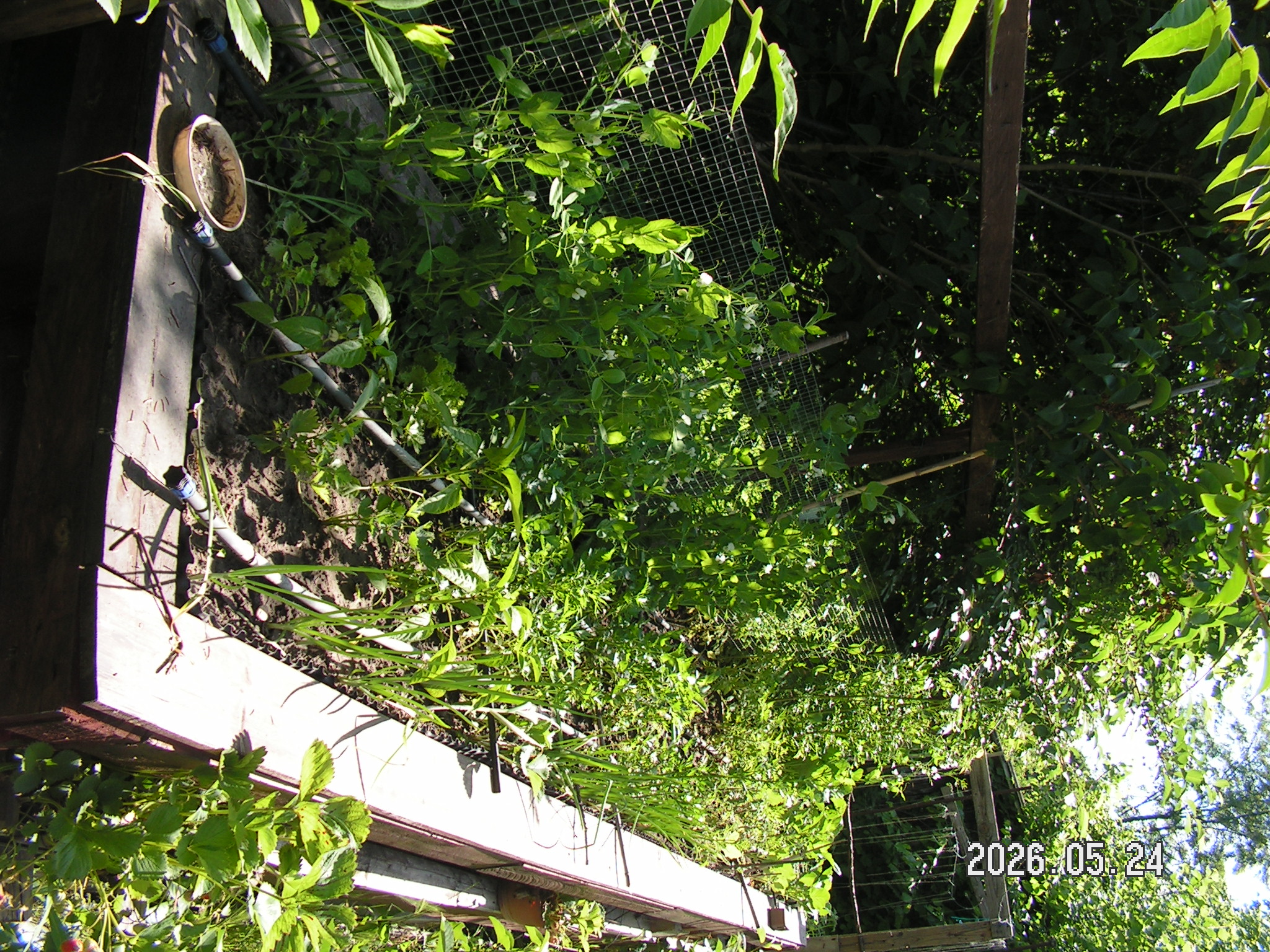 pict0060_7.JPG