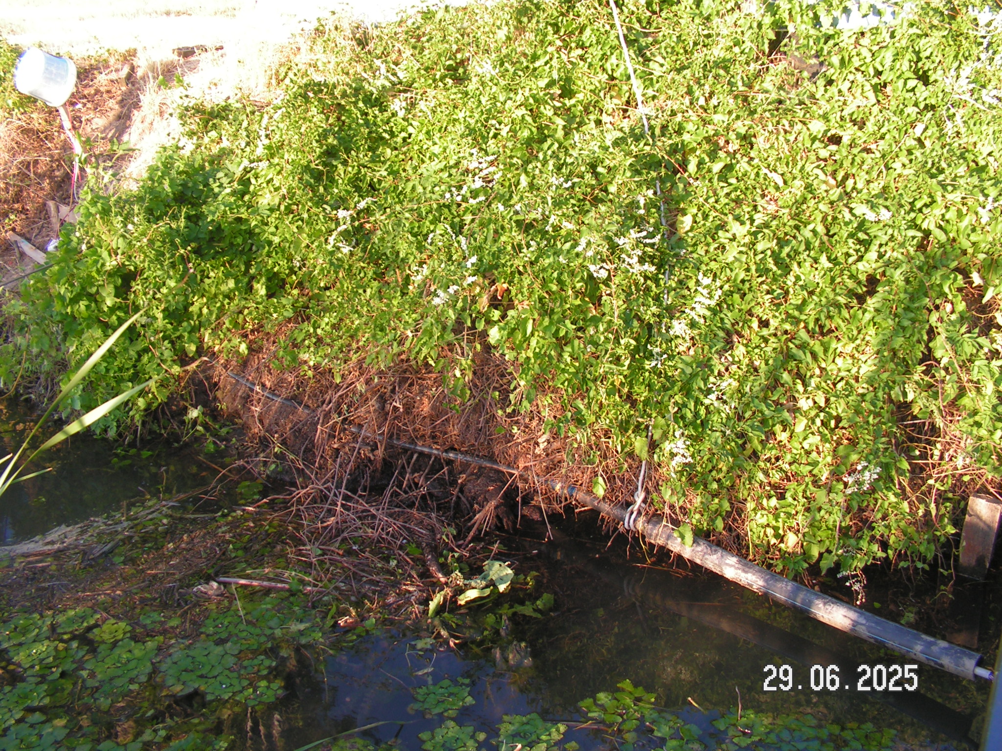 pict0071_3.JPG