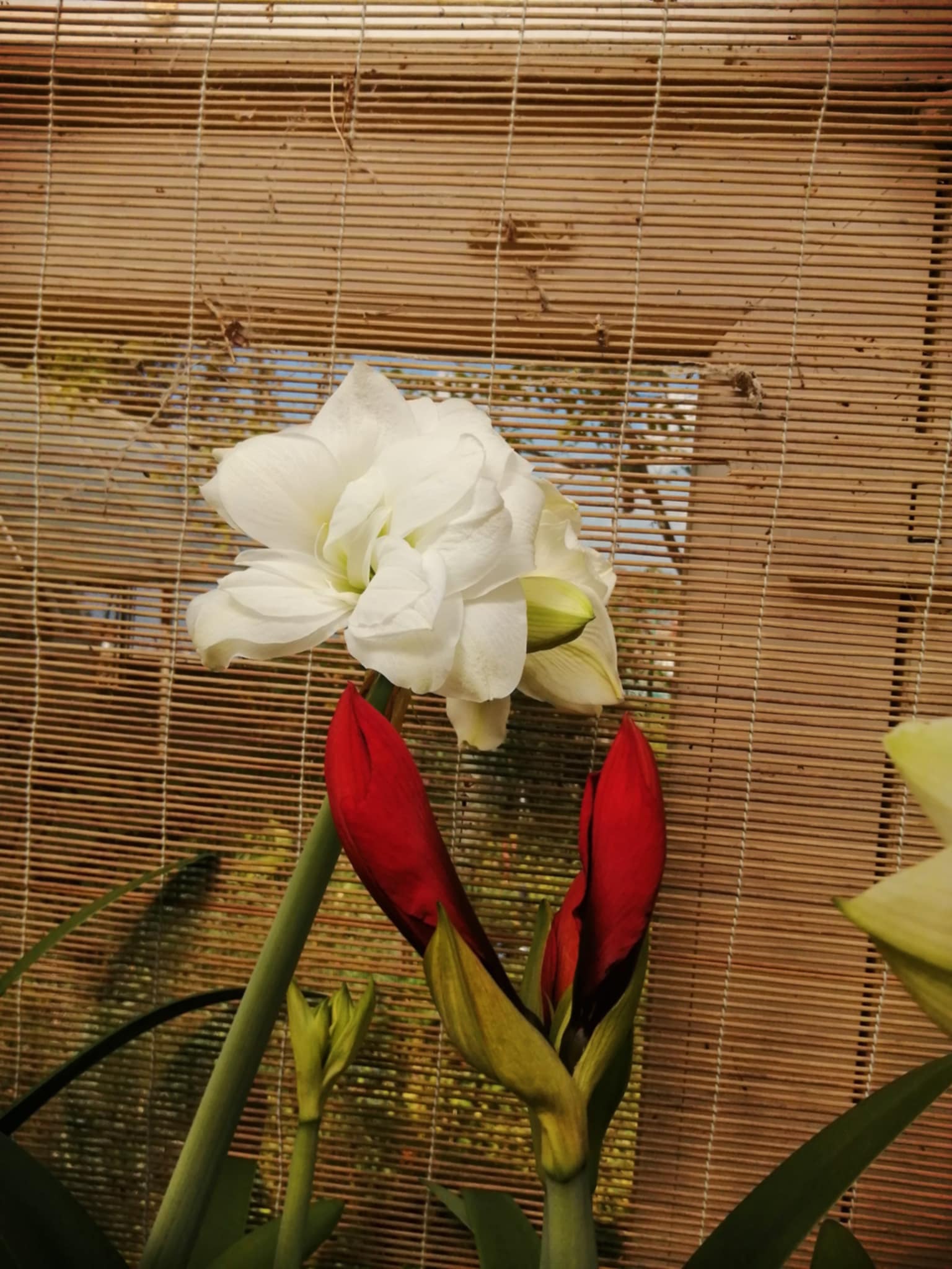 3d38b80c-8c65-41bc-ae16-39d634af41f3.jpg