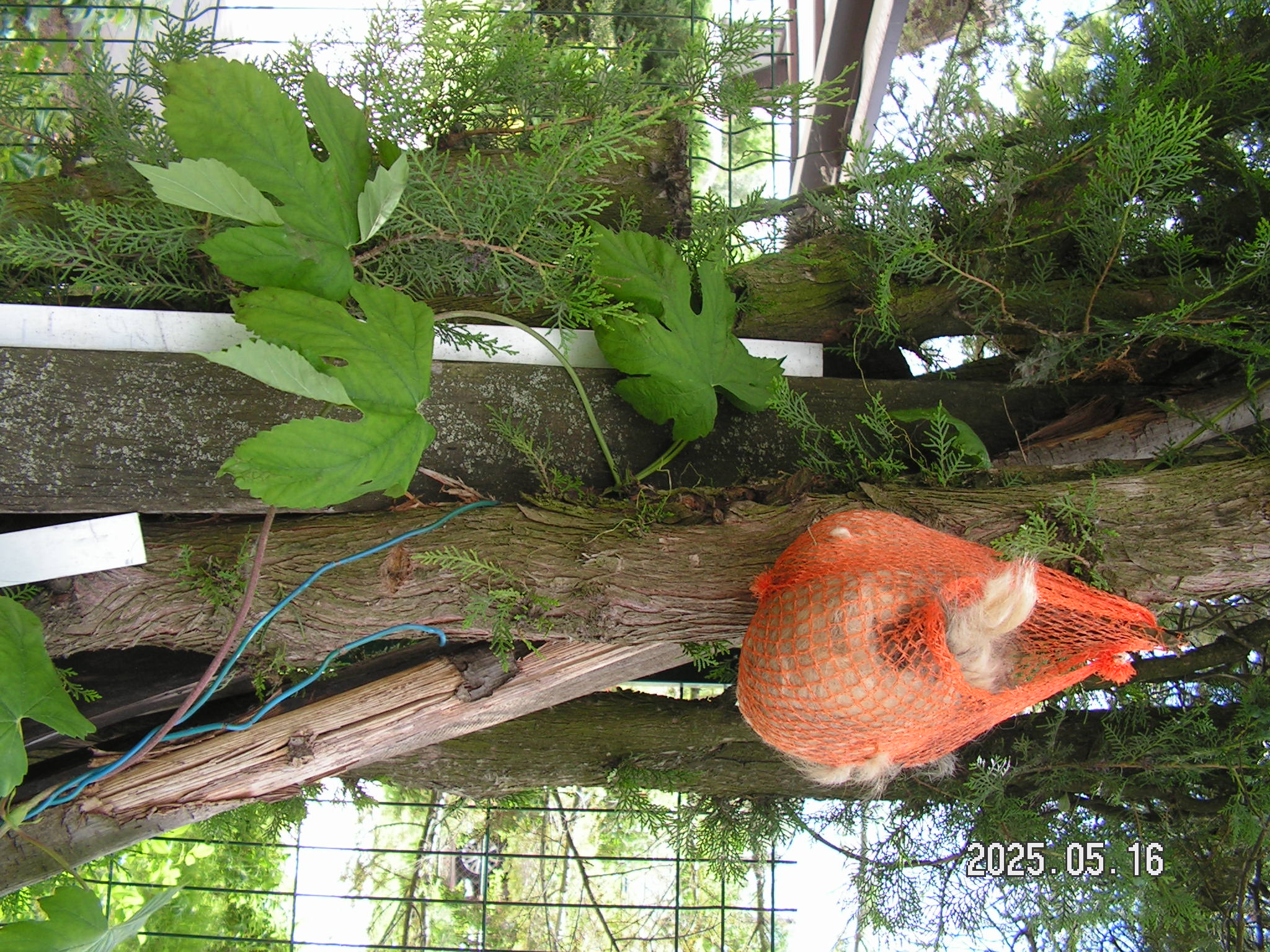 pict0007_8.JPG