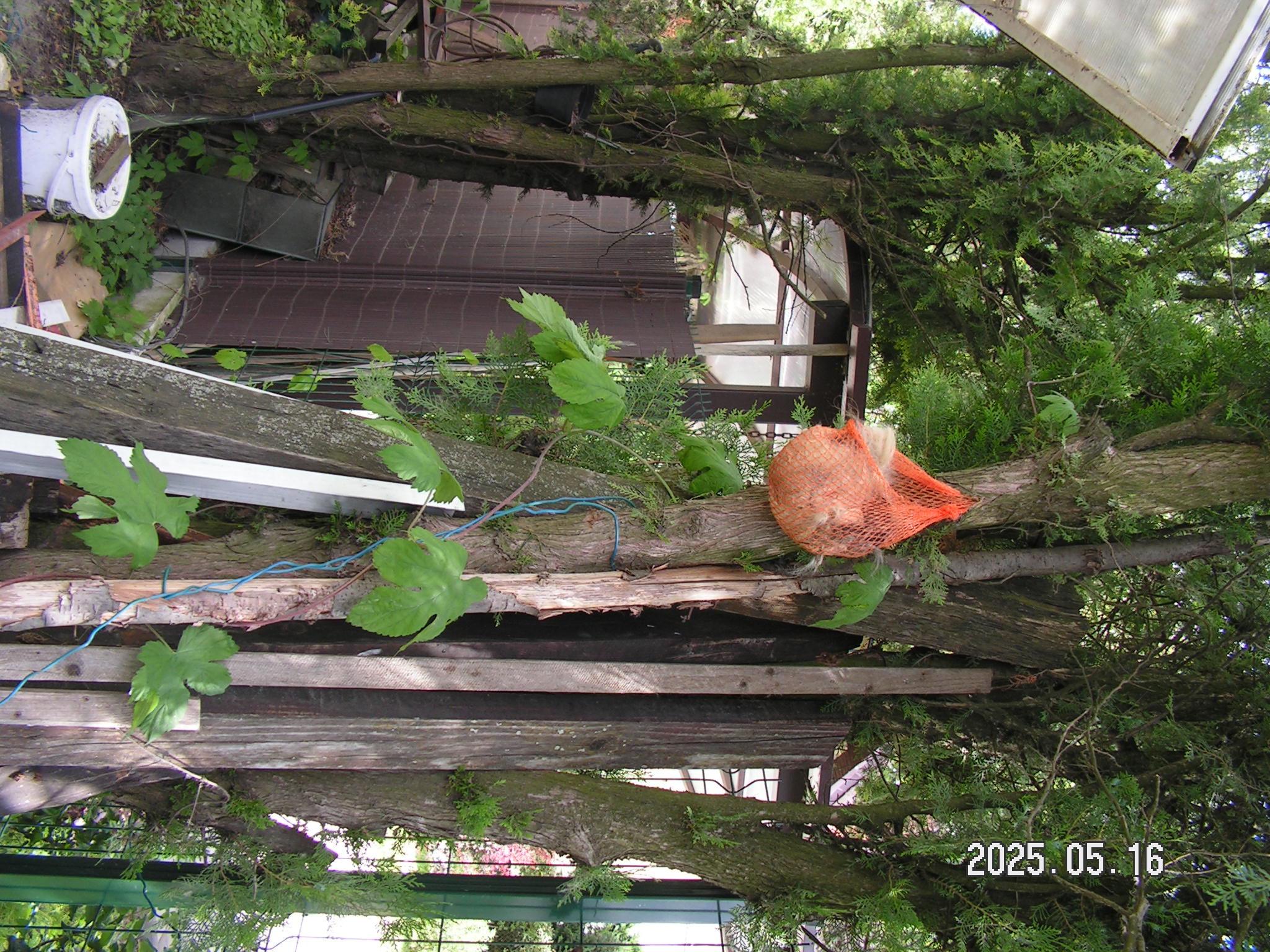 pict0008_7.JPG