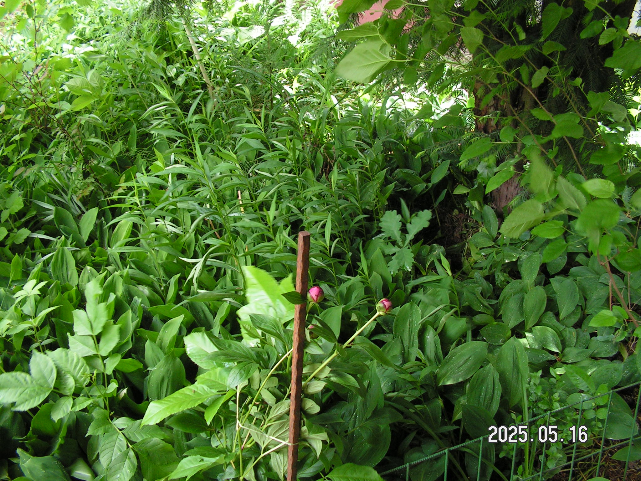 pict0015_7.JPG