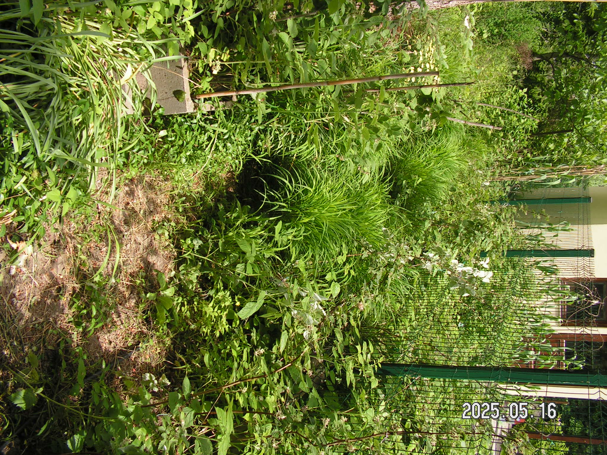 pict0016_11.JPG