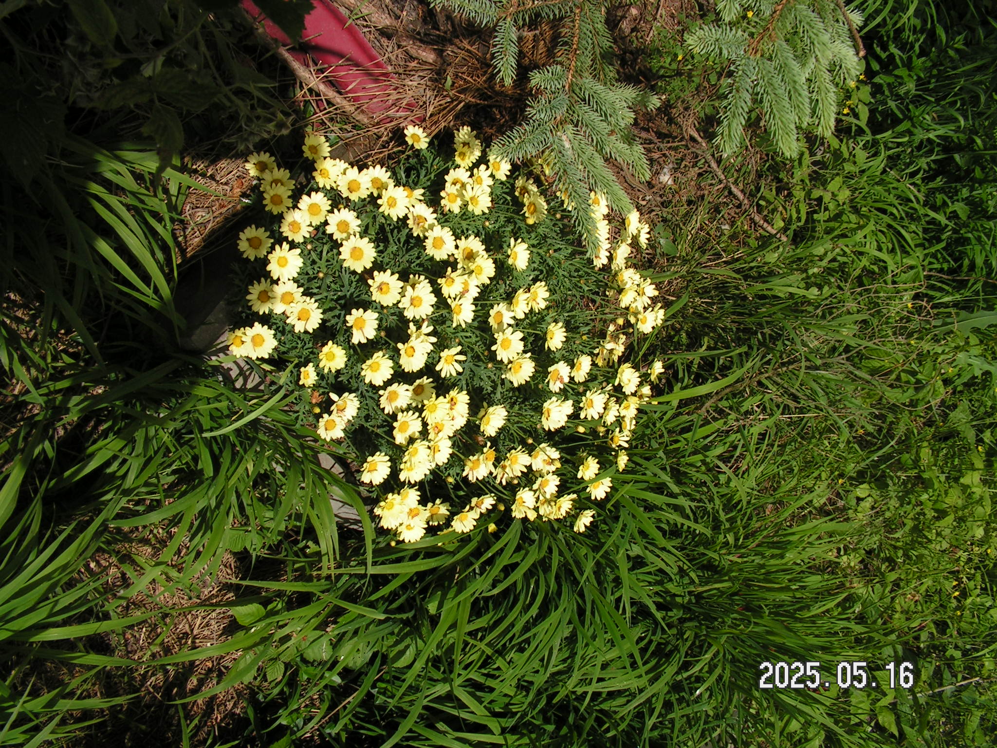 pict0017_3.JPG