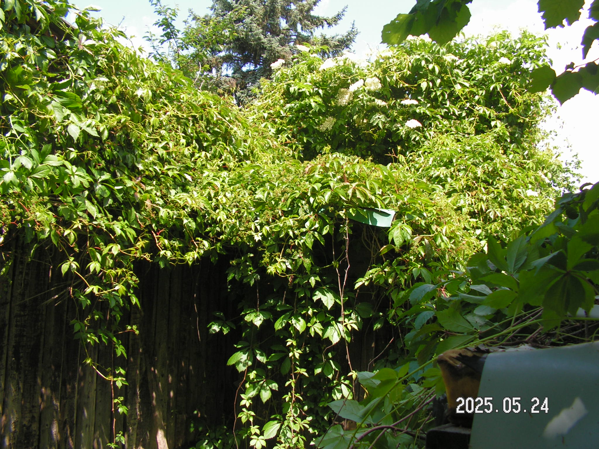 pict0039_4.JPG