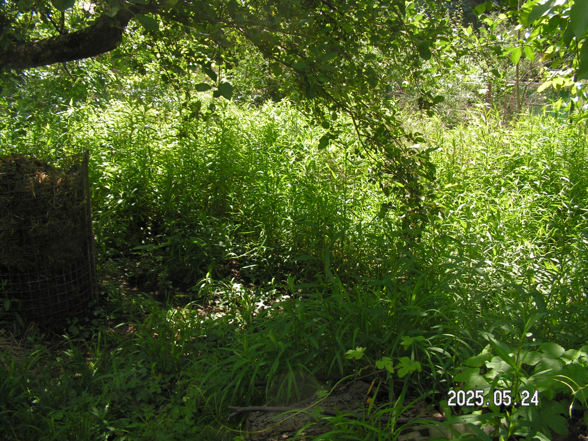 pict0043_5.JPG