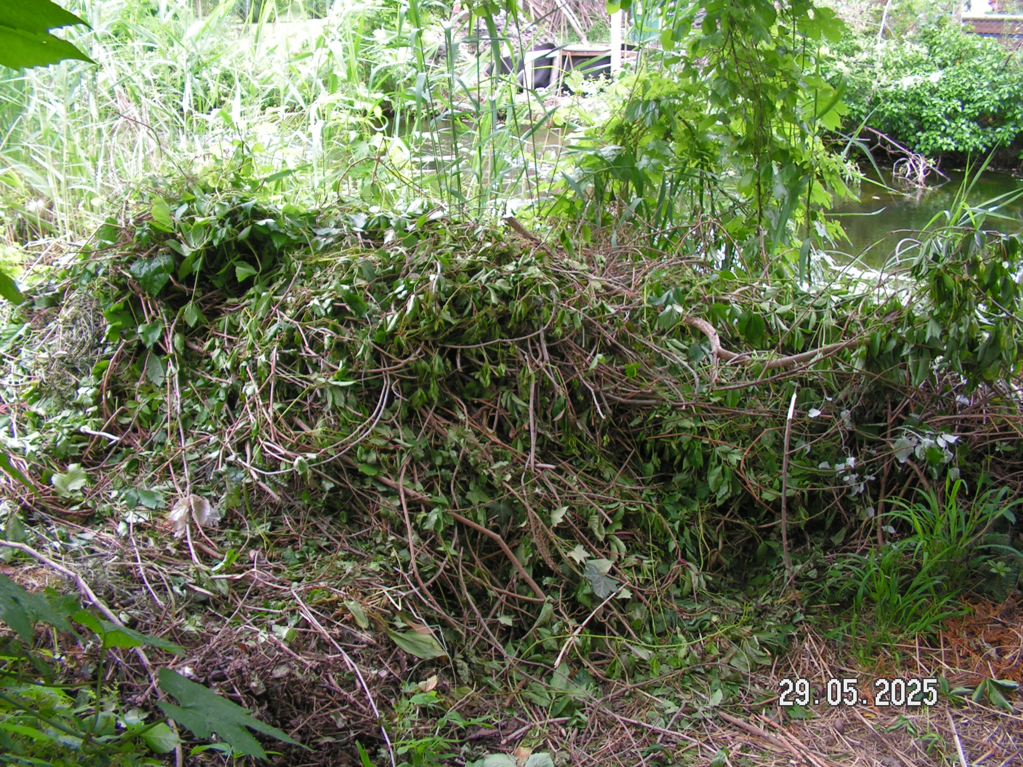 pict0050_4.JPG