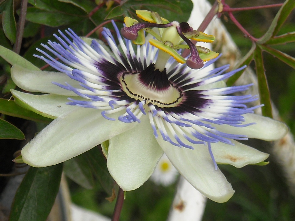 Golgotavirág 006.jpg