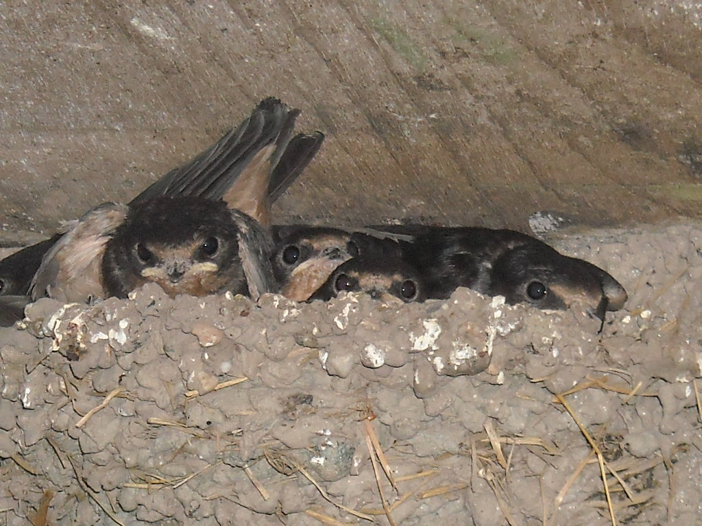 Megnőttek a fiókák 001.jpg