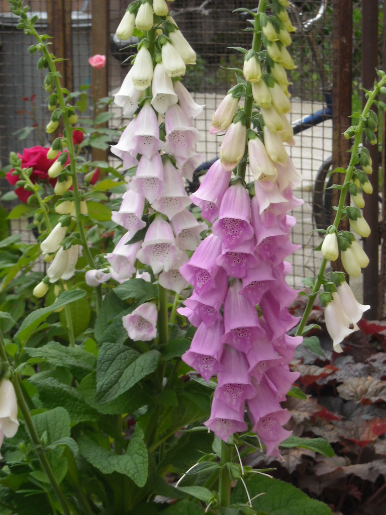 Virágok és vakondtúrás 015.jpg