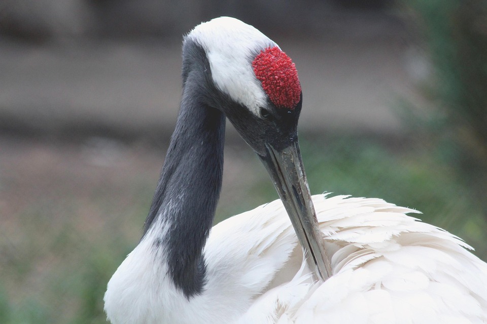 japanese-crane-2091618_960_720.jpg