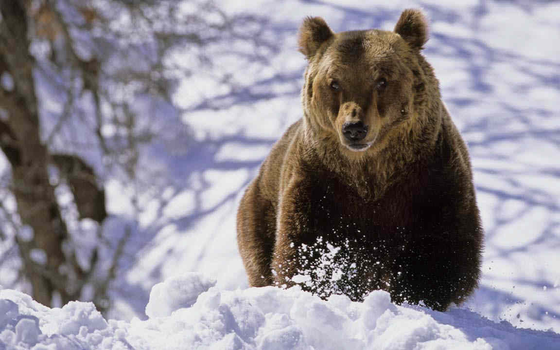 marsican-brown-bear-in-the-snow-near-its-winter-den-photo-9.jpg