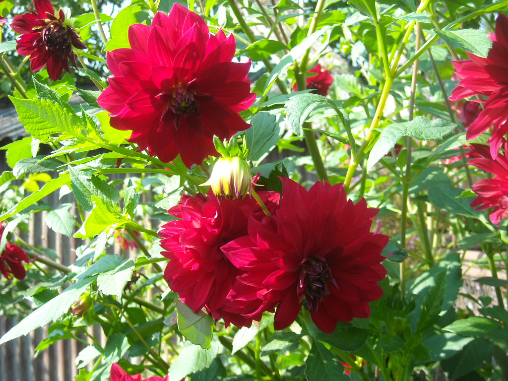 szeptemberi virágözön 006.jpg