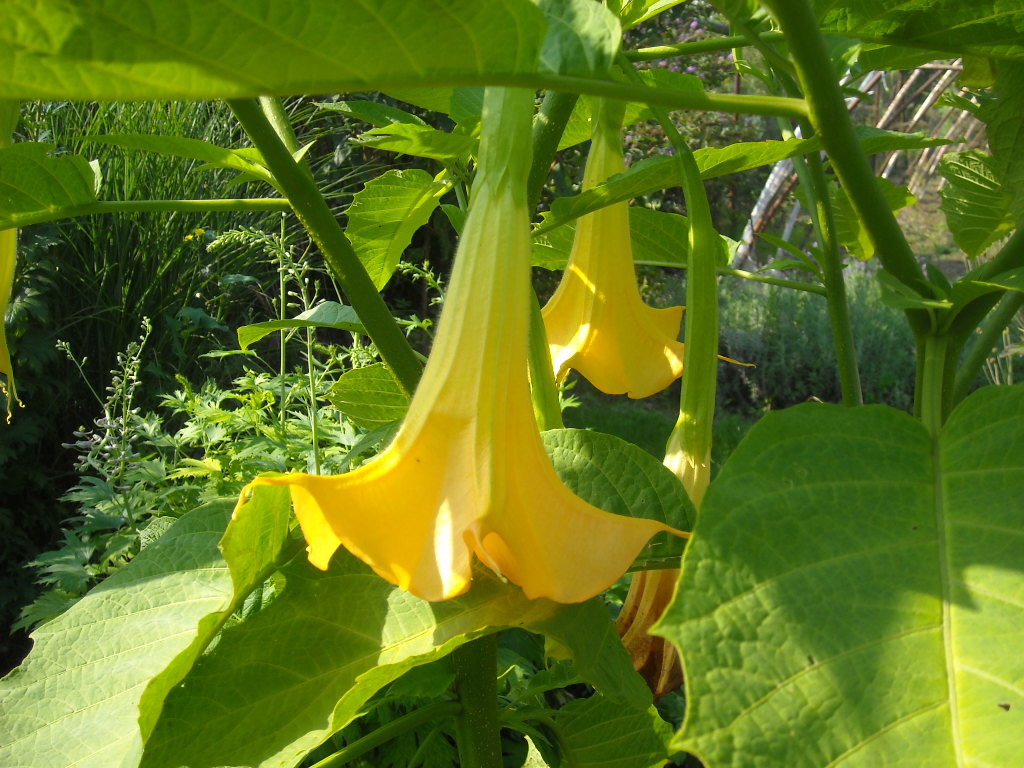 szeptemberi virágözön 046.jpg