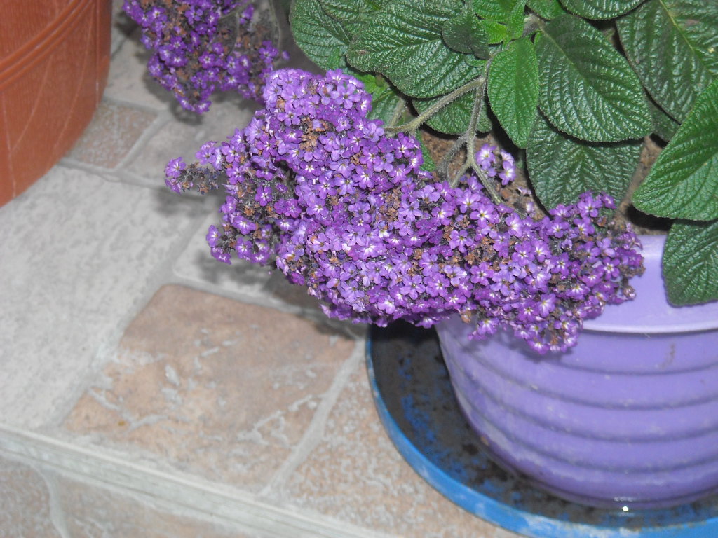 virágok jún.29 025.jpg