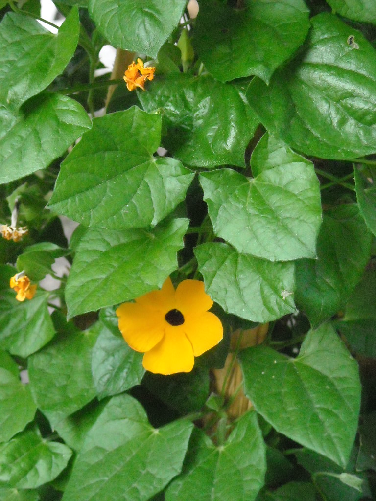 virágok jún.29 035.jpg