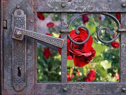 door-flower-garden-nature-Favim.com-984320.jpg