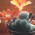 Virágzó kaktuszok 2